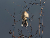 Northern Shrike