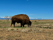 Rocky Mountain Arsenal National Wildlife Refuge