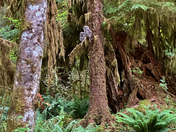 Olympic National Park