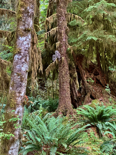 Olympic National Park