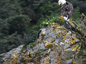 Kenai Fjords National Park