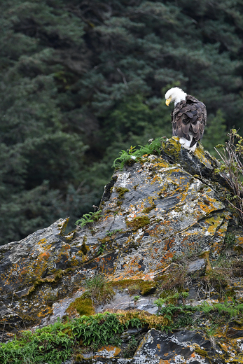 Kenai Fjords National Park