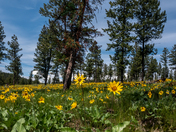 Spring Balsam Root bloom in the East Kootenay area.
