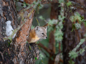American (Pine)Marten