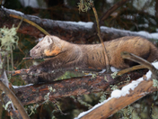 American (Pine)Marten