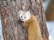 American (Pine)Marten