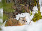 American (Pine)Marten