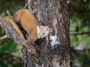 American (Pine)Marten