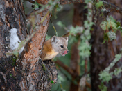 American (Pine)Marten