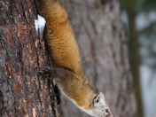 American (Pine)Marten