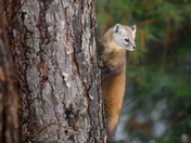 American (Pine)Marten