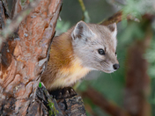 American (Pine)Marten