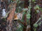 American (Pine)Marten
