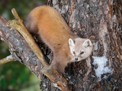 American (Pine)Marten