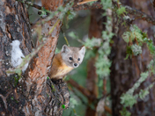 American (Pine)Marten