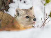 American (Pine)Marten
