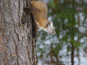American (Pine)Marten