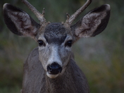 Capitol Reef National Park
