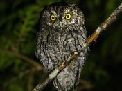 Screech Owl 