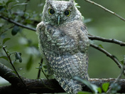 Screech Owlet taken Aug 2023