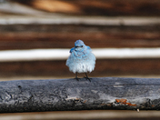 Grand Teton National Park