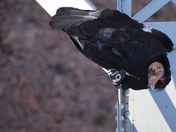 Glen Canyon National Recreation Area