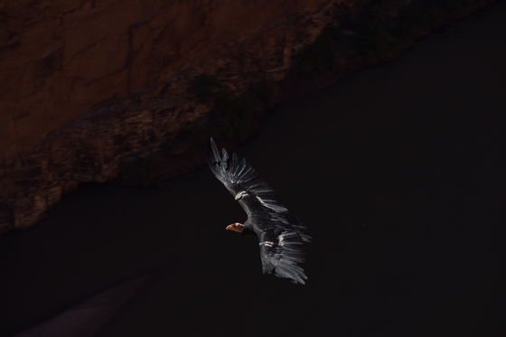 Glen Canyon National Recreation Area