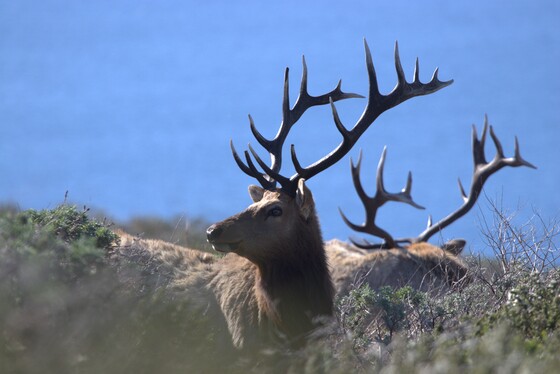Point Reyes National Seashore