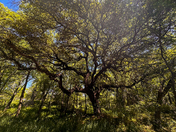 Waco Mammoth National Monument