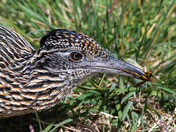 Big Bend National Park