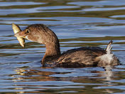 Pied-billed Grebe.  