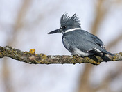Belted Kingfisher