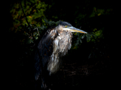 Portrait of a Heron