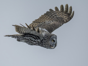 Swooping in for Lunch