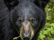 My - What Small Eyes You Have!