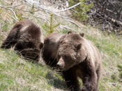 Yellowstone National Park