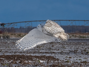 A  snow owl soars gracefully through the blue sky