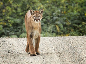 Cougar Encounter