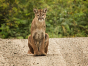 A Relaxed Cougar 