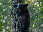 Great Smoky Mountains National Park