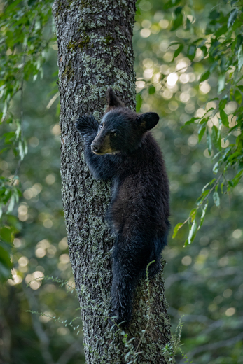 Great Smoky Mountains National Park