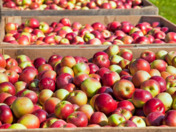 Order or Buy Fresh Apple Online Now from Us