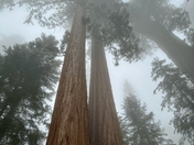 Sequoia National Park