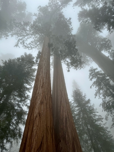Sequoia National Park