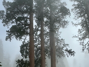 Sequoia National Park