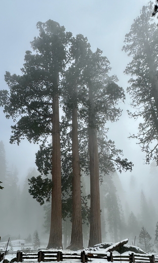 Sequoia National Park
