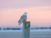 Snowy owl at sunset 