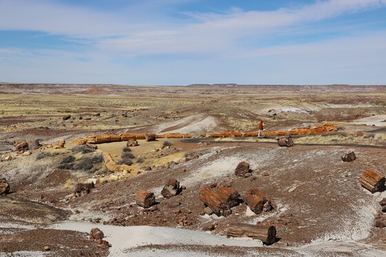 Petrified Forest National Park