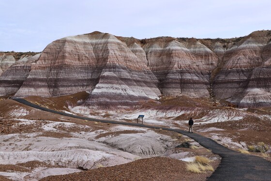 Petrified Forest National Park