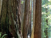 Redwood National Park 